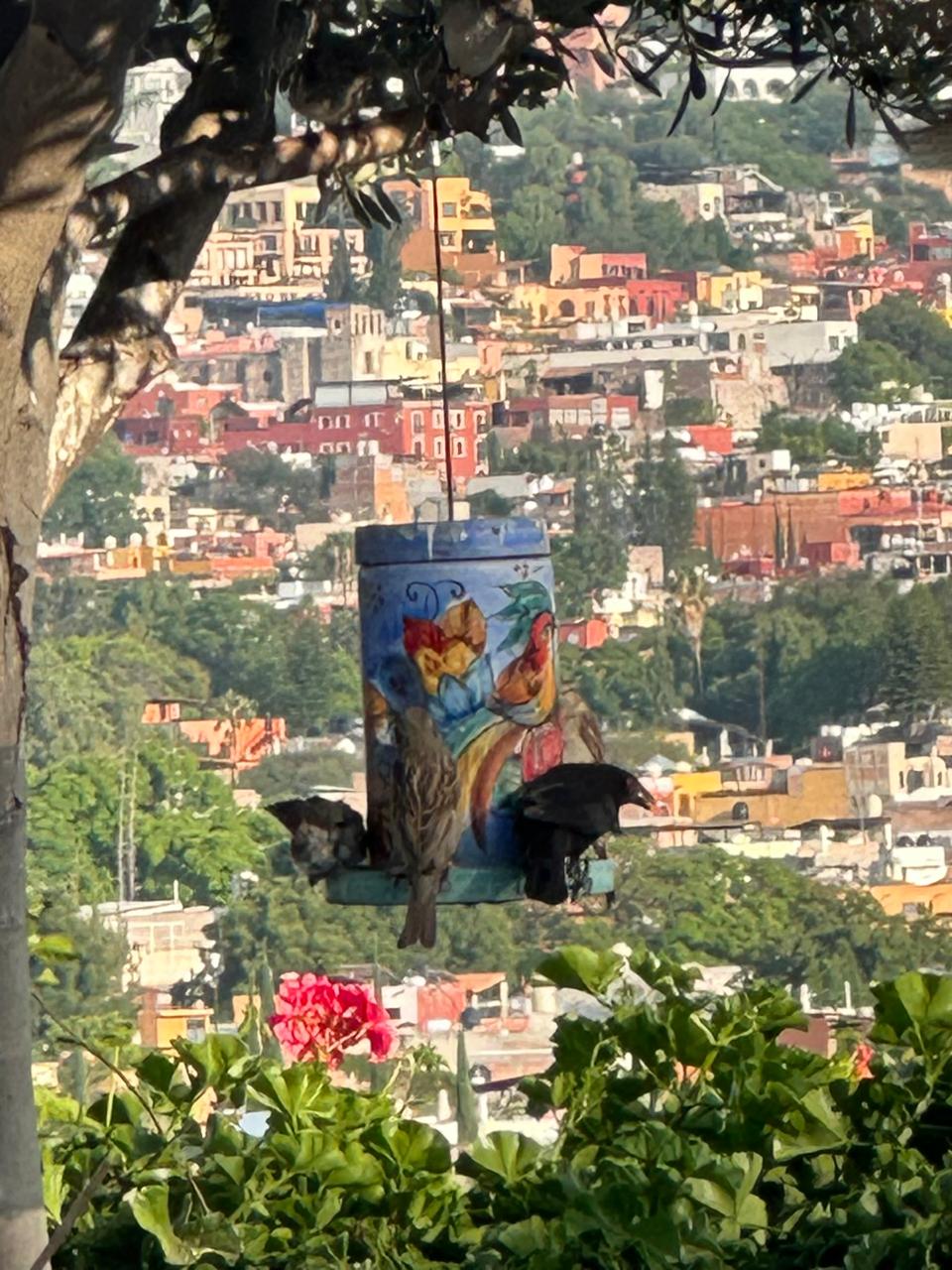 A mixed group of brown and dark birds at a garden feeder in Vista Antigua