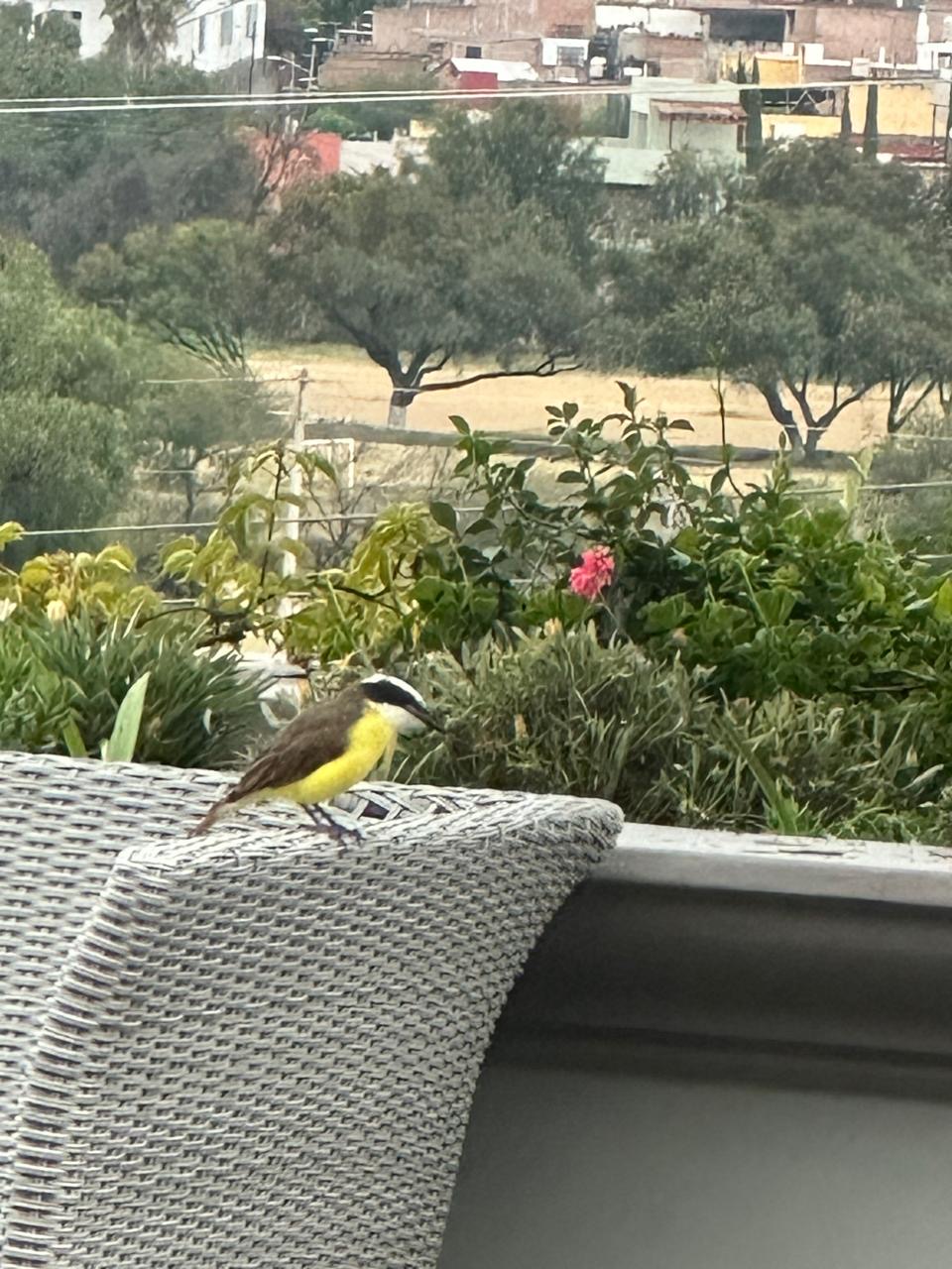 Great Kiskadee with a yellow belly and black-and-white head perched on garden furniture at Vista Antigua