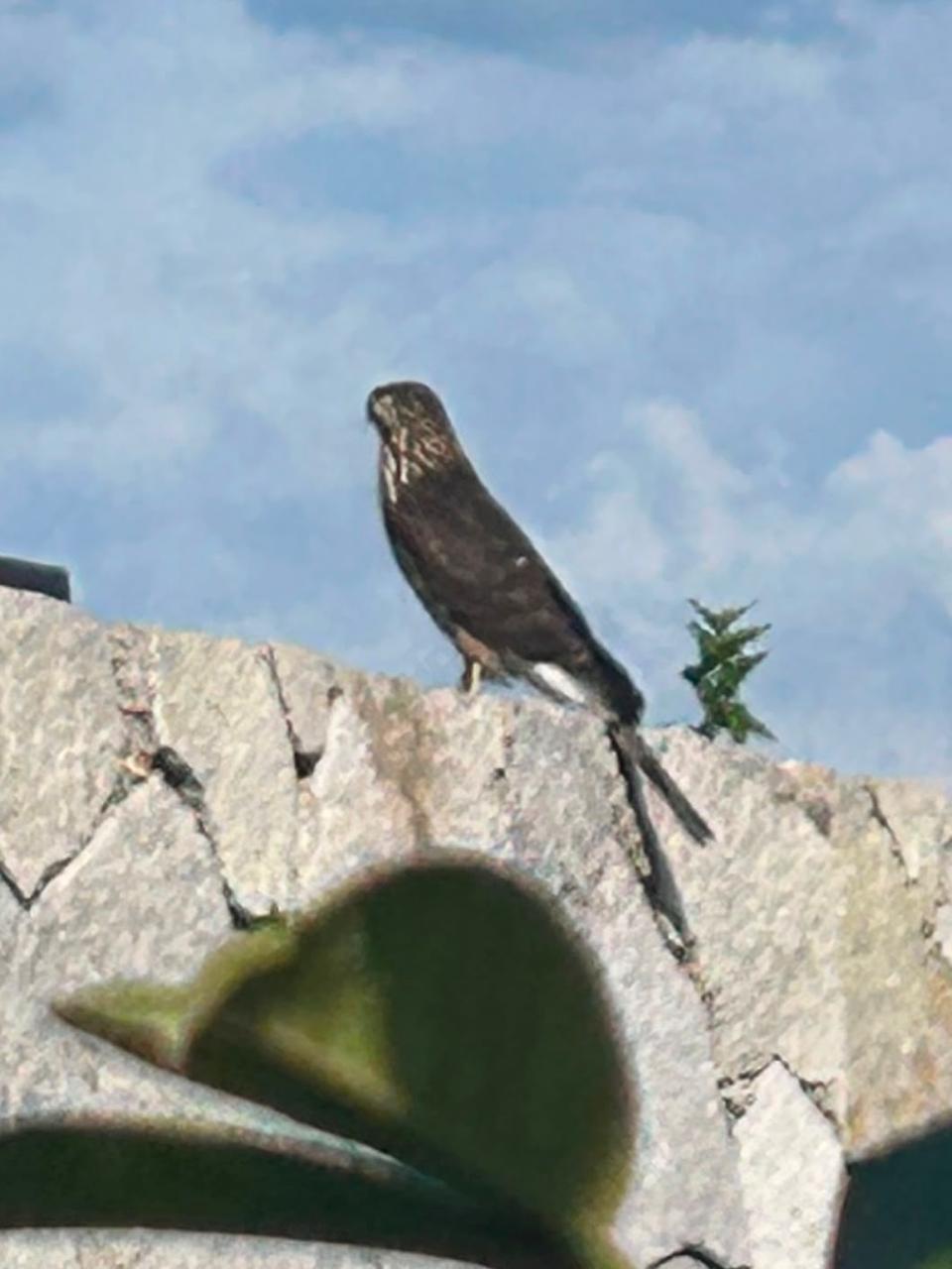 A brown, long-tailed hawk perched on a stone wall at Vista Antigua